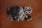 11417786548 BMW Bomba De Aceite original y equivalente